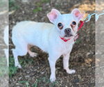 Small #5 Chihuahua Mix