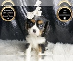 Puppy Ellie AKC Cavalier King Charles Spaniel