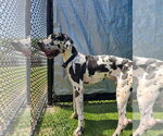 Small #3 Great Dane