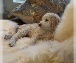 Small Photo #14 Goldendoodle Puppy For Sale in DAVIS, CA, USA