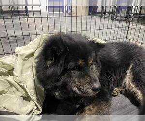 Chow Chow Dogs for adoption in Bakersfield, CA, USA