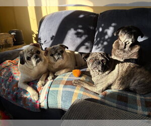 Rocky - Male Pug Dog for Adoption - Photo #3