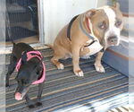 Small #2 Bullypit