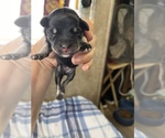 Small Photo #11 Schnauzer (Miniature) Puppy For Sale in CLOUD LAKE, FL, USA