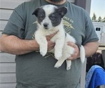 Small Photo #9 Pembroke Welsh Corgi Puppy For Sale in MILTON, WI, USA