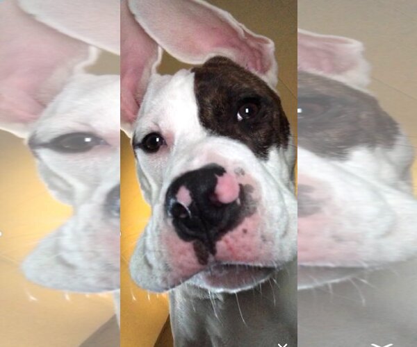 Medium Photo #18 American Pit Bull Terrier-Huskies  Mix Puppy For Sale in Lewistown, PA, USA