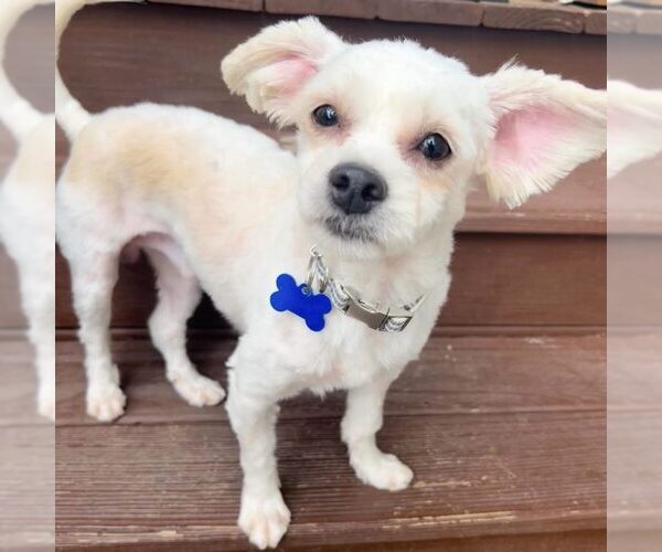 Medium Photo #2 Maltese Puppy For Sale in Spring Lake, NC, USA