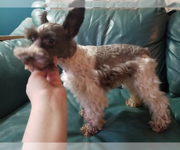 Medium Photo #1 Schnauzer (Miniature) Puppy For Sale in CANBY, OR, USA