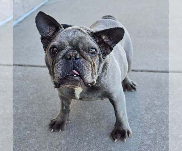 Medium Photo #1 French Bulldog Puppy For Sale in Lakewood, CO, USA