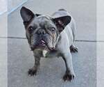 Small French Bulldog
