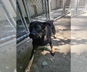 Nick - Male Beagle-Unknown Mix Dog for Adoption - Photo #3