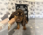 Puppy Purple collar 2 Bloodhound