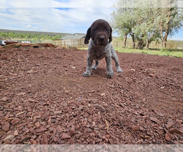 Medium Photo #9 German Shorthaired Pointer Puppy For Sale in EVANSVILLE, WY, USA