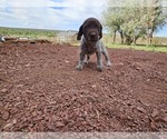 Small #2 German Shorthaired Pointer