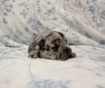 Small #5 French Bulldog