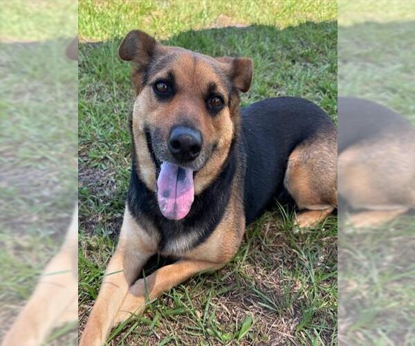 Medium Photo #3 Mutt Puppy For Sale in Palmetto, FL, USA