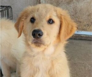 German Shepherd Dog-Golden Retriever Mix Puppy for sale in MODESTO, CA, USA