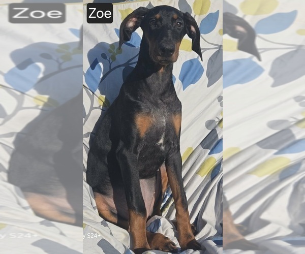 Medium Photo #1 Doberman Pinscher Puppy For Sale in POMEROY, OH, USA