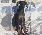 Image preview for Ad Listing. Nickname: Zoe