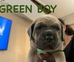 Puppy Green Cane Corso