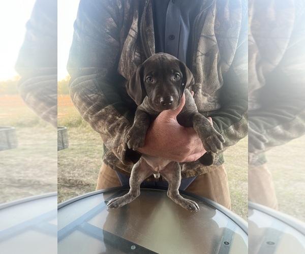Medium Photo #1 German Shorthaired Pointer Puppy For Sale in LUCEDALE, MS, USA