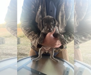 German Shorthaired Pointer Puppy for Sale in LUCEDALE, Mississippi USA