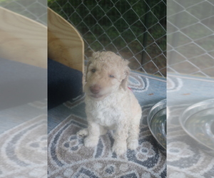 Poodle (Standard) Puppy for sale in ANDERSON, SC, USA