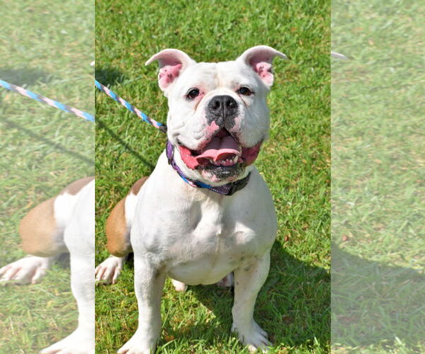 Medium Photo #11 Bulldog-Unknown Mix Puppy For Sale in Rockaway, NJ, USA