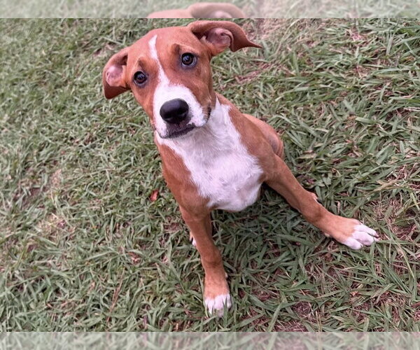 Medium Photo #2 Mutt Puppy For Sale in Conway, AR, USA