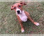 Small #1 Mutt