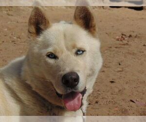 Siberian Husky Dogs for adoption in Pacific grove , CA, USA