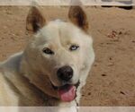 Small #1 Siberian Husky