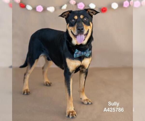 Medium Photo #2 Shepweiller Puppy For Sale in Conroe, TX, USA