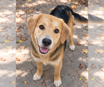 Small Beagle Mix