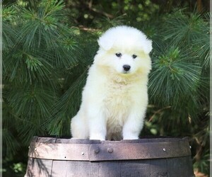 Samoyed Puppy for sale in FREDERICKSBG, OH, USA