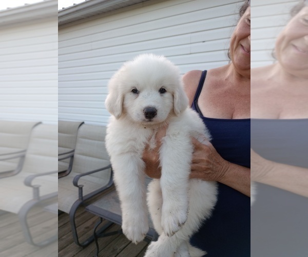 Medium Photo #7 Great Pyrenees Puppy For Sale in SHELBYVILLE, TN, USA
