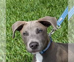 Small Labrador Retriever Mix