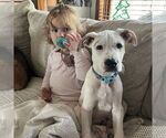 Small #3 Mutt