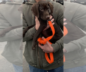 German Shorthaired Pointer Puppy for sale in CHEYENNE, WY, USA