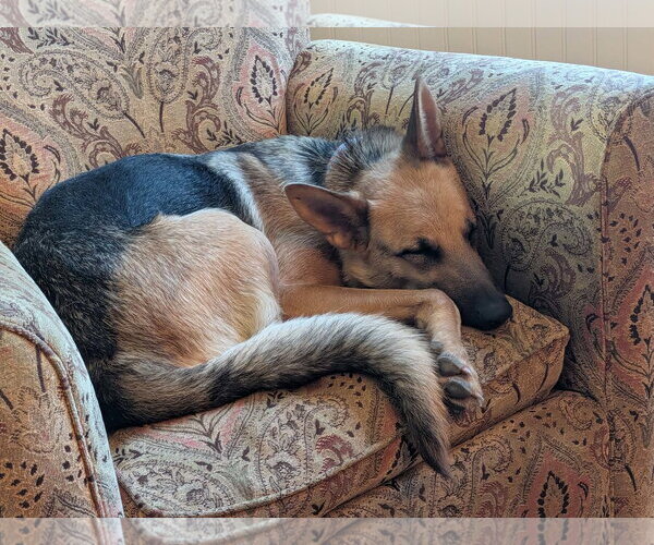 Medium Photo #2 German Shepherd Dog Puppy For Sale in Mechanicsburg, PA, USA
