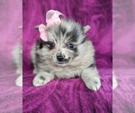 Small Photo #4 Pomeranian Puppy For Sale in LINCOLN UNIV, PA, USA