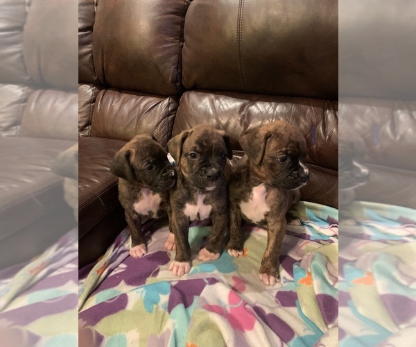 Medium Photo #1 Boxer Puppy For Sale in DAYTON, TX, USA