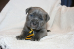 Small Photo #5 Cane Corso Puppy For Sale in MONTVILLE, OH, USA