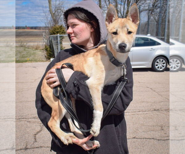 Medium Photo #3 Carolina Dog-Huskies  Mix Puppy For Sale in Huntley, IL, USA