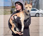Small #2 Carolina Dog-Huskies  Mix