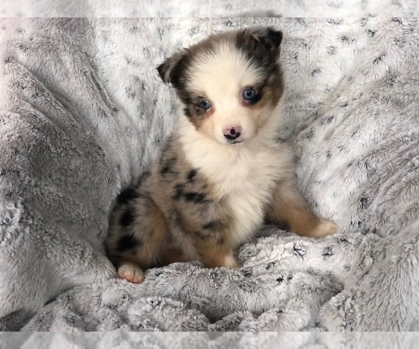 Medium Photo #2 Miniature Australian Shepherd Puppy For Sale in OXFORD, CT, USA