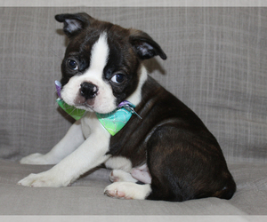Boston Terrier Dog for Adoption in BROOKSVILLE, Florida USA