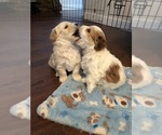Small Photo #14 Coton de Tulear Puppy For Sale in YELM, WA, USA