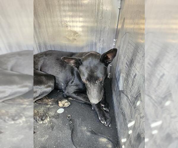 Medium Photo #1 American Staffordshire Terrier-Unknown Mix Puppy For Sale in San Antonio, TX, USA