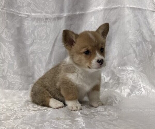 Medium Photo #3 Pembroke Welsh Corgi Puppy For Sale in STANLEY, WI, USA